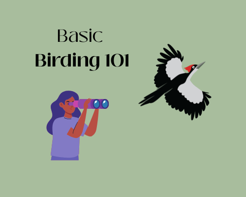 Basic Birding