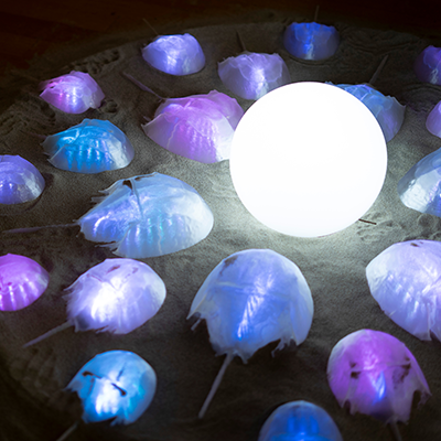 Art Exhibition piece where multicolored glowing horseshoe crabs crawl across the sand towards a central glowing orb.
