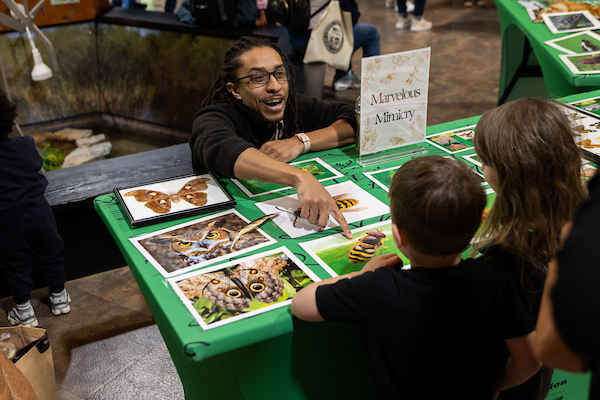 A smiling staff member crouches behind a green table so that he is at eye-level with two small children standing at the table. He points to a photo of a bee, one of many photos of wildlife and insects on the table. A sign on the table reads Marvelous Mimicry.
