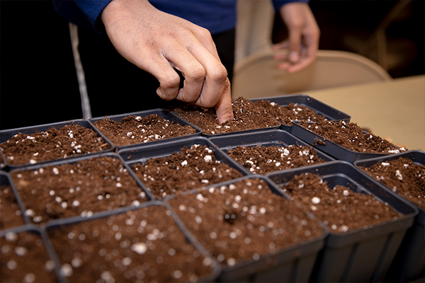 A persons hand putting seeds into small pots of soil