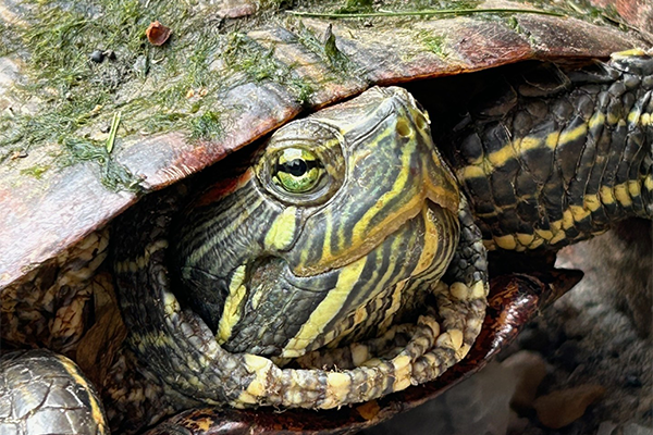 A close-up image of a turtle's head poking out of its shell. It has green and yellow stripes, and bright green and deep black colored eyes.