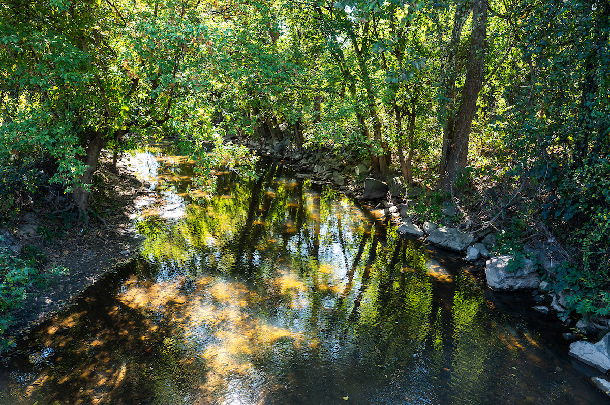 A shallow creek in a wooded area.