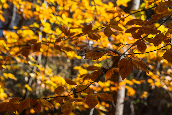 Tree branches with gold and orange autumn leaves.
